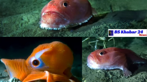 the DeepSea in the Mysterious Depths